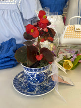 Load image into Gallery viewer, TT's Creation Tea Cup Plant-PICKUP ONLY!