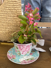 Load image into Gallery viewer, TT's Creation Tea Cup Plant-PICKUP ONLY!