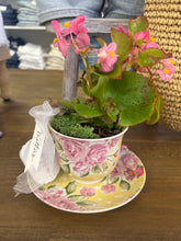 Load image into Gallery viewer, TT's Creation Tea Cup Plant-PICKUP ONLY!