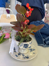 Load image into Gallery viewer, TT's Creation Tea Cup Plant-PICKUP ONLY!