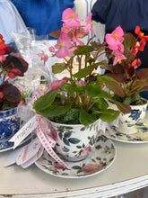 Load image into Gallery viewer, TT's Creation Tea Cup Plant-PICKUP ONLY!
