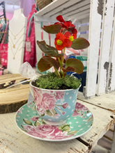 Load image into Gallery viewer, TT's Creation Tea Cup Plant-PICKUP ONLY!